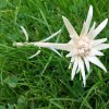 edelweiss_01a