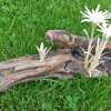 Edelweiss schnitzen