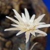 edelweiss_05a