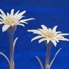 edelweiss_07a