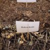Gartenhochbeete