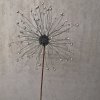 Pusteblumen